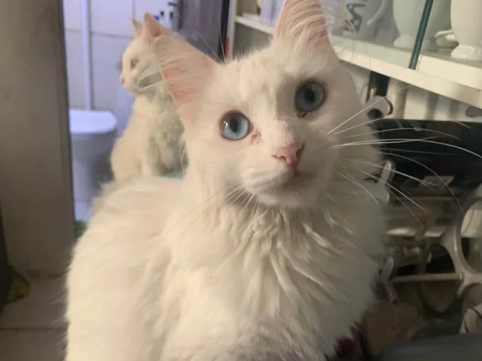 Gato ra a SRD-ViraLata idade 3 anos nome Ravena 
