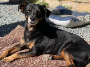 Cachorro raça SRD-ViraLata idade 6 ou mais anos nome Hachi (Rati)