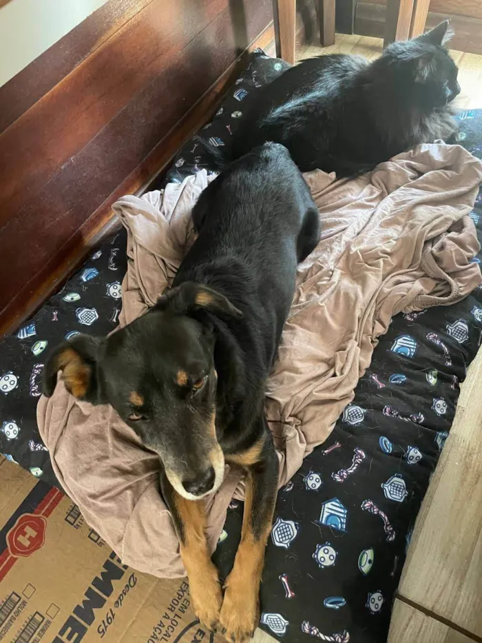 Cachorro ra a SRD-ViraLata idade 6 ou mais anos nome Hachi (Rati)