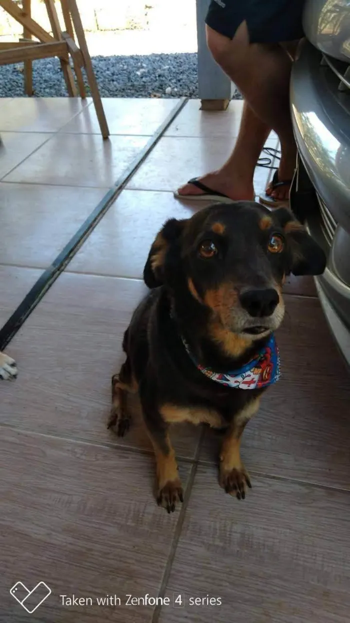 Cachorro ra a SRD-ViraLata idade 6 ou mais anos nome Hachi (Rati)