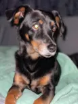 Hachi (Rati)