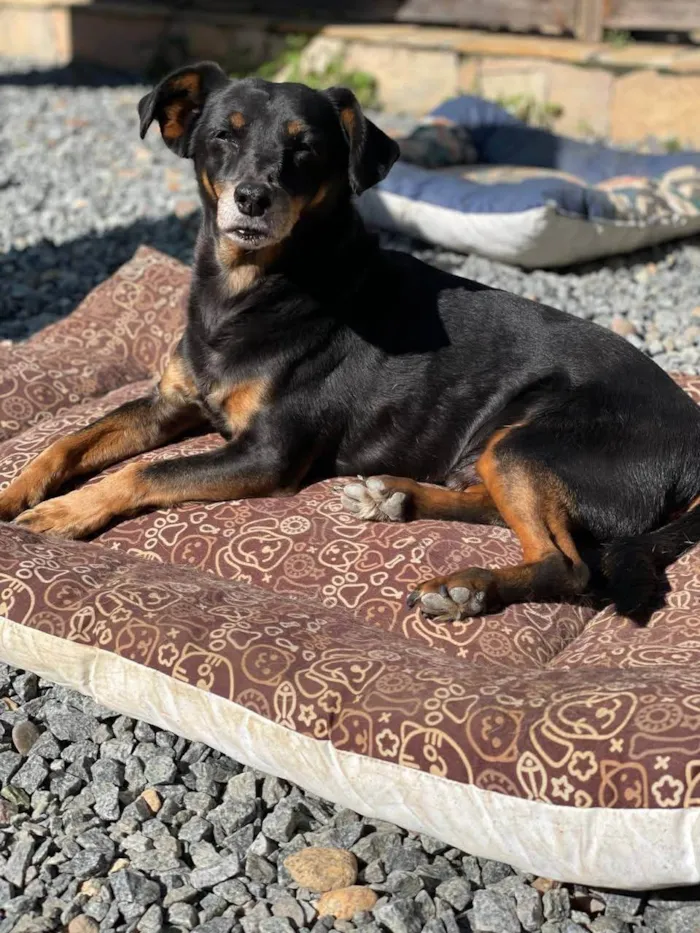 Cachorro ra a SRD-ViraLata idade 6 ou mais anos nome Hachi (Rati)