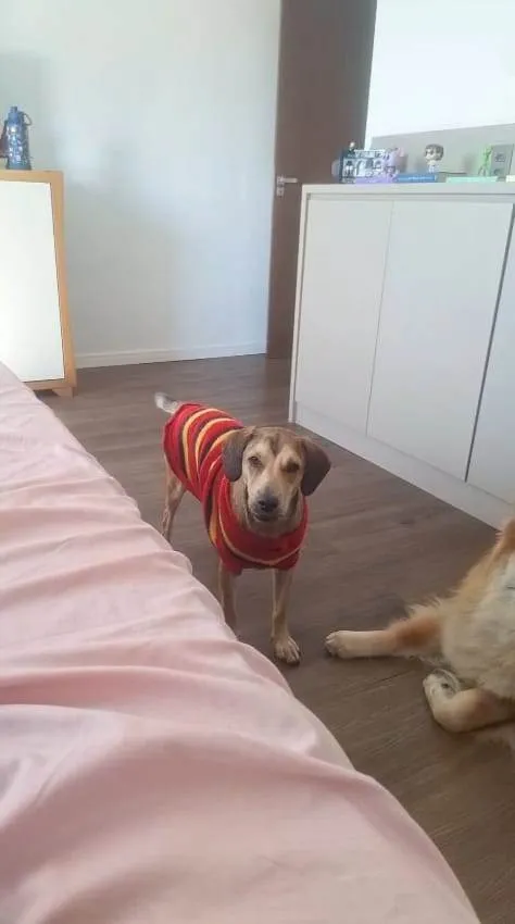 Cachorro ra a SRD-ViraLata idade 1 ano nome José Luiz