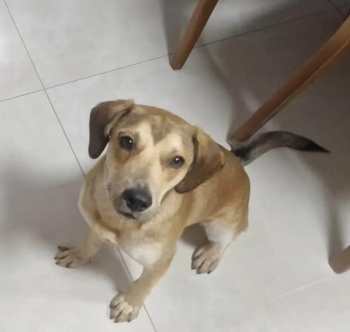 Cachorro ra a SRD-ViraLata idade 1 ano nome José Luiz