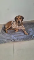 José Luiz