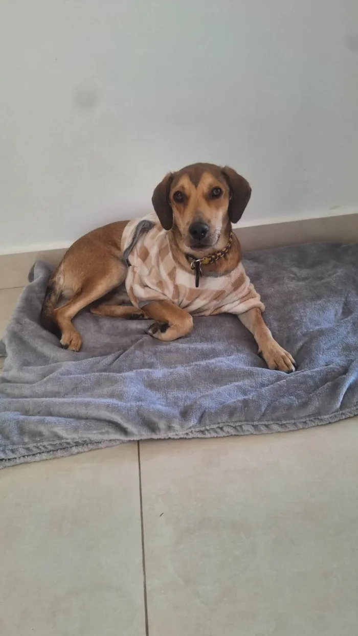 Cachorro ra a SRD-ViraLata idade 1 ano nome José Luiz