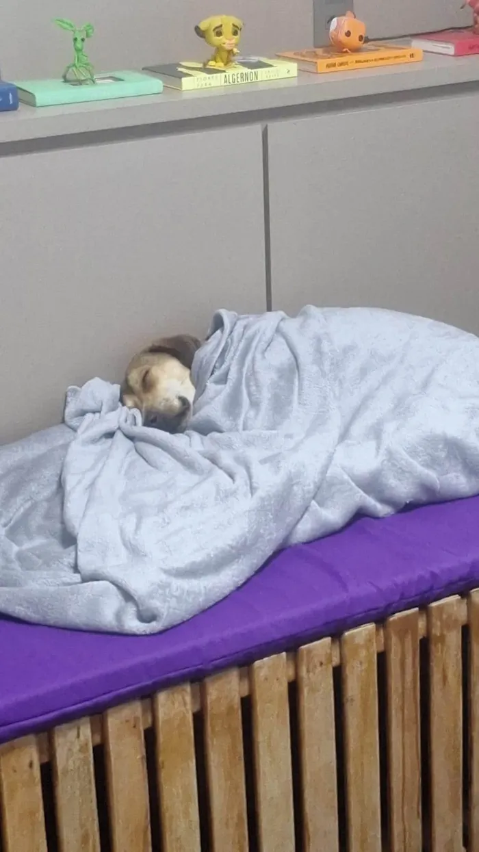 Cachorro ra a SRD-ViraLata idade 1 ano nome José Luiz