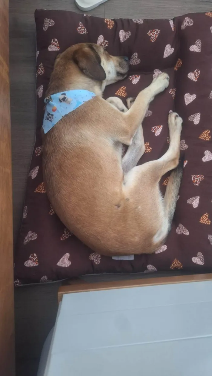 Cachorro ra a SRD-ViraLata idade 1 ano nome José Luiz