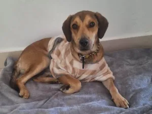 Cachorro raça SRD-ViraLata idade 1 ano nome José Luiz