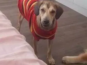 Cachorro ra a SRD-ViraLata idade 1 ano nome José Luiz