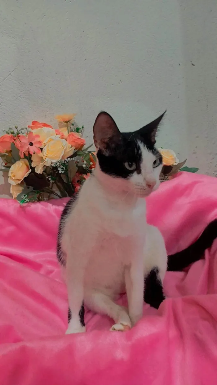 Gato ra a SRD-ViraLata idade 2 anos nome Kitty