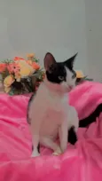 Kitty