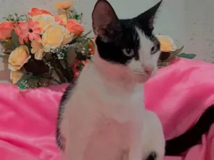 Gato raça SRD-ViraLata idade 2 anos nome Kitty