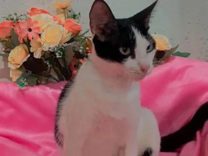 Gato raça SRD-ViraLata idade 2 anos nome Kitty