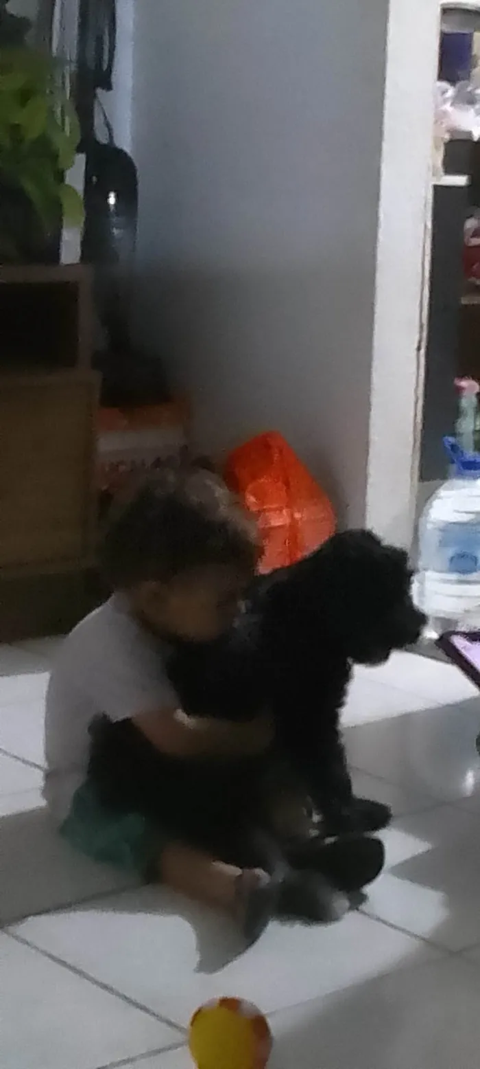 Cachorro ra a SRD-ViraLata idade 7 a 11 meses nome Thor 