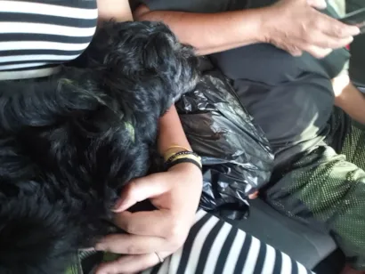 Cachorro raça SRD-ViraLata idade 7 a 11 meses nome Thor 