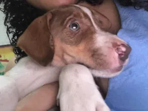 Cachorro raça SRD-ViraLata idade 2 a 6 meses nome Lili