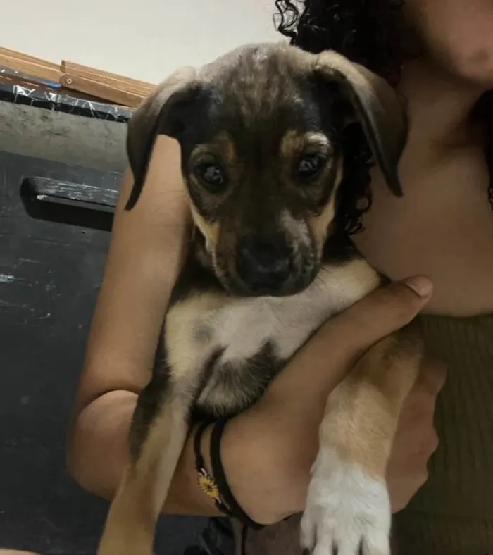 Cachorro ra a SRD-ViraLata idade 2 a 6 meses nome Cacau
