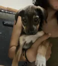 Cacau