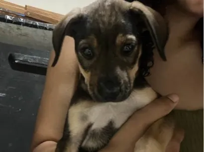 Cachorro raça SRD-ViraLata idade 2 a 6 meses nome Cacau