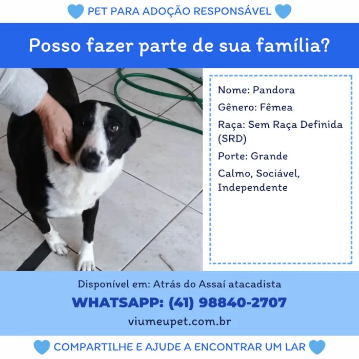 Cachorro ra a SRD-ViraLata idade 4 anos nome Pandora 