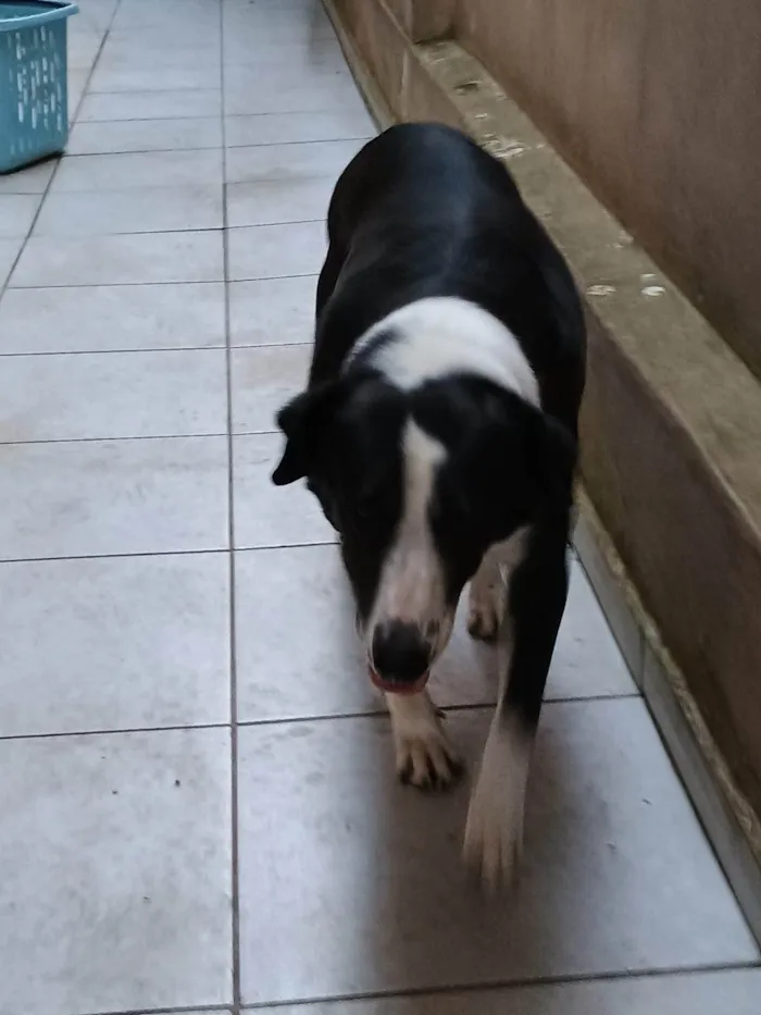 Cachorro ra a SRD-ViraLata idade 4 anos nome Pandora 