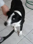 Pandora