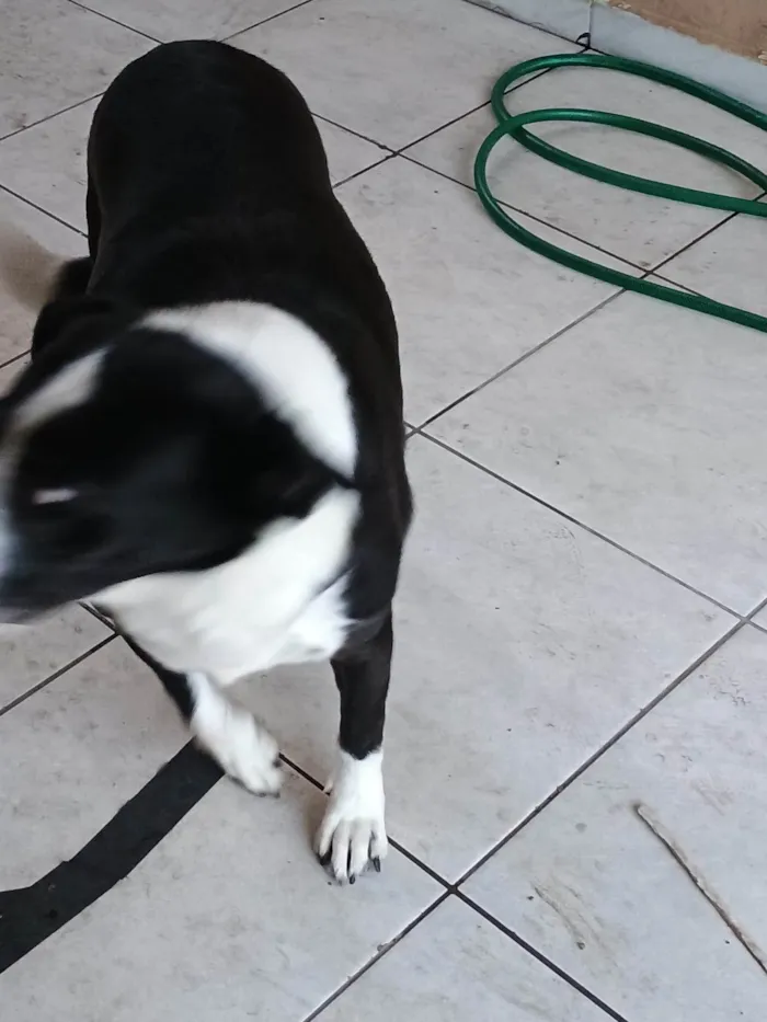 Cachorro ra a SRD-ViraLata idade 4 anos nome Pandora 