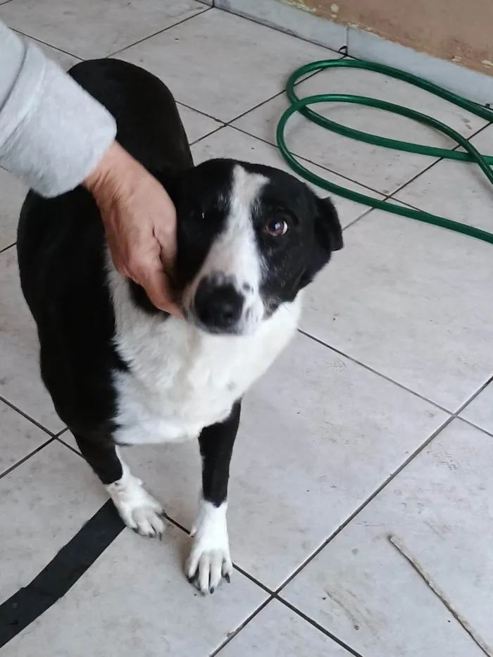 Cachorro ra a SRD-ViraLata idade 4 anos nome Pandora 