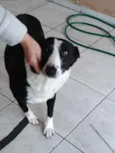 Pandora