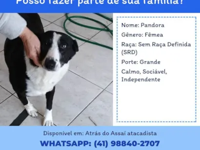 Cachorro raça SRD-ViraLata idade 4 anos nome Pandora 
