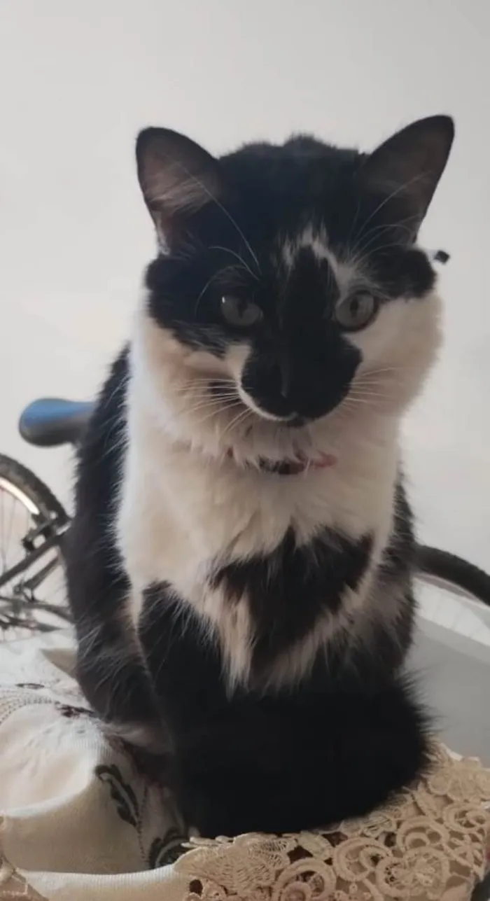 Gato ra a SRD-ViraLata idade 2 anos nome Pitty