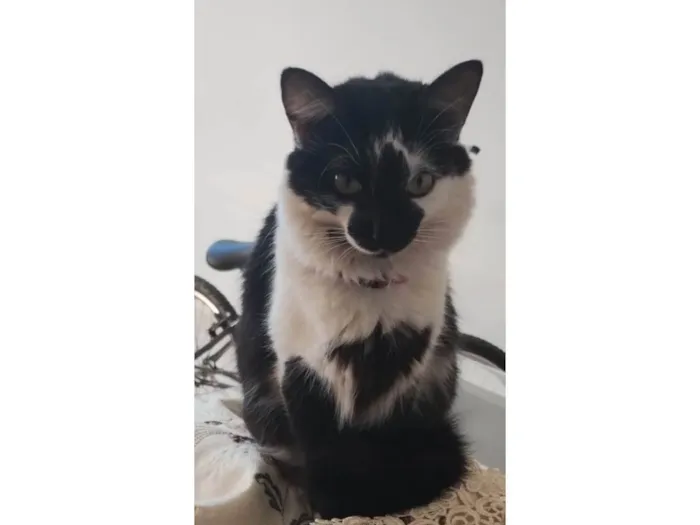 Gato ra a SRD-ViraLata idade 2 anos nome Pitty