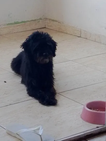 Cachorro raça SRD-ViraLata idade 5 anos nome Snoopy 