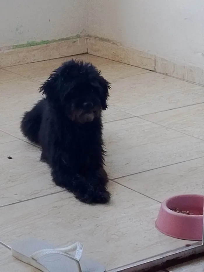 Cachorro ra a SRD-ViraLata idade 5 anos nome Snoopy