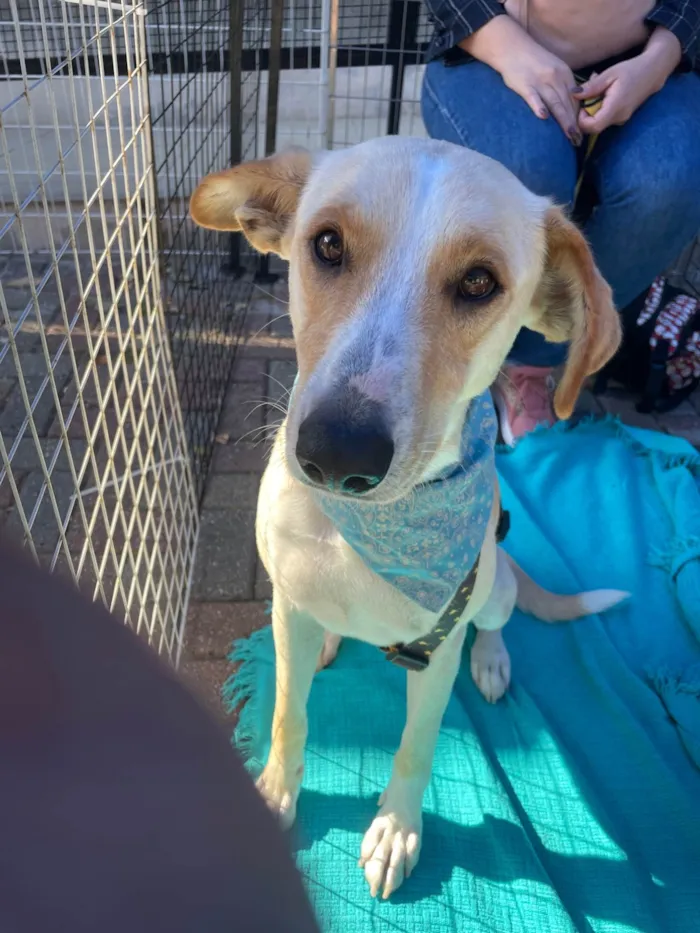 Cachorro ra a SRD-ViraLata idade 2 anos nome Apollo