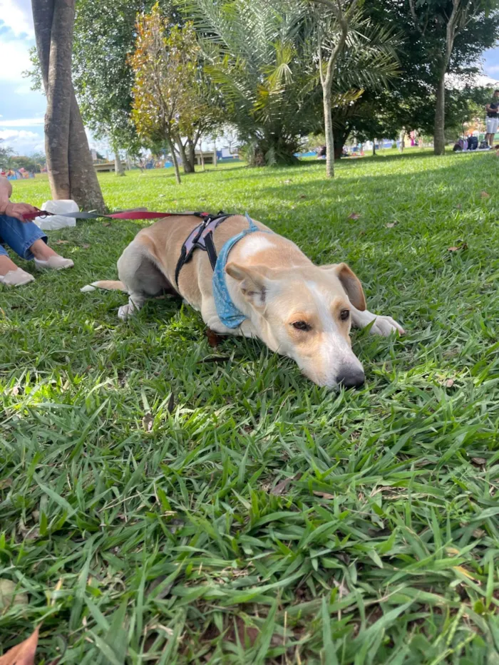 Cachorro ra a SRD-ViraLata idade 2 anos nome Apollo