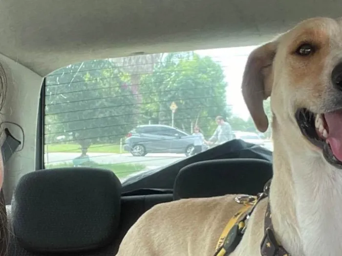 Cachorro ra a SRD-ViraLata idade 2 anos nome Apollo