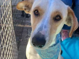 Cachorro raça SRD-ViraLata idade 2 anos nome Apollo