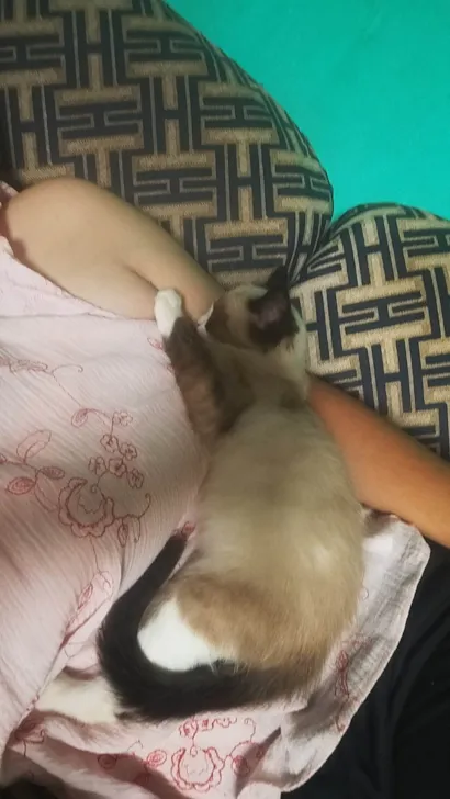 Gato raça SRD-ViraLata idade 2 a 6 meses nome Bolotinha