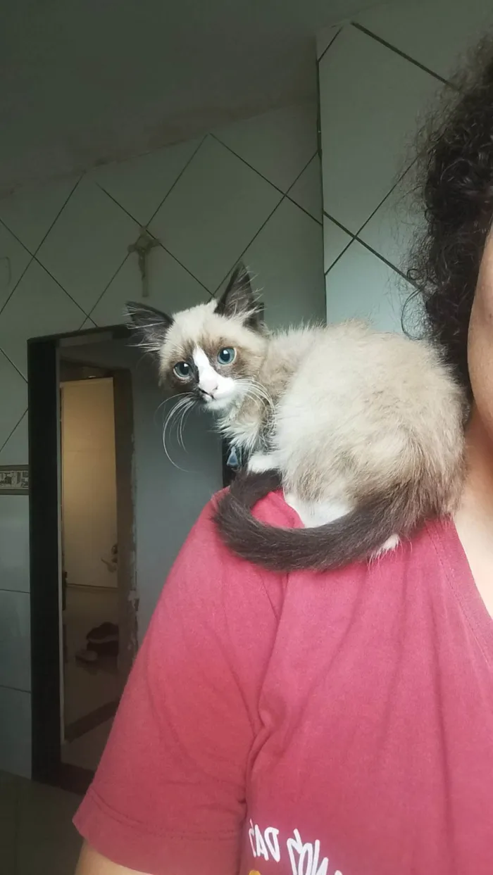 Gato ra a SRD-ViraLata idade 2 a 6 meses nome Bolotinha