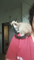 Bolotinha