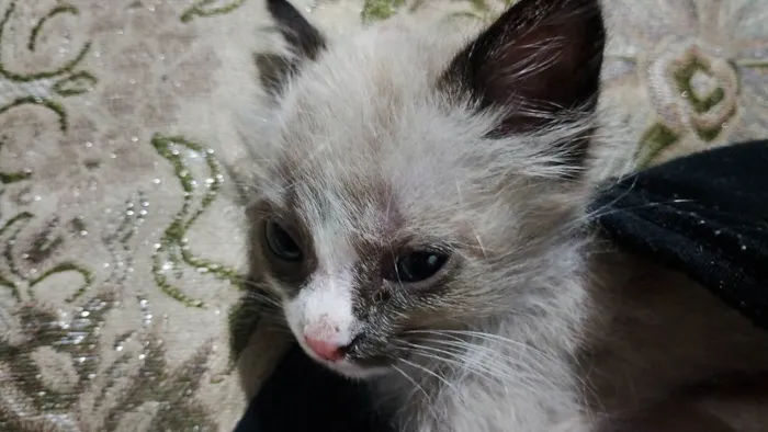 Gato ra a SRD-ViraLata idade 2 a 6 meses nome Bolotinha