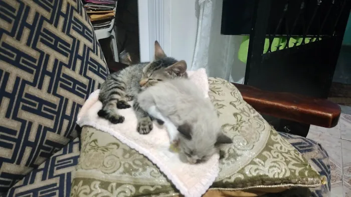 Gato ra a SRD-ViraLata idade 2 a 6 meses nome Bolotinha