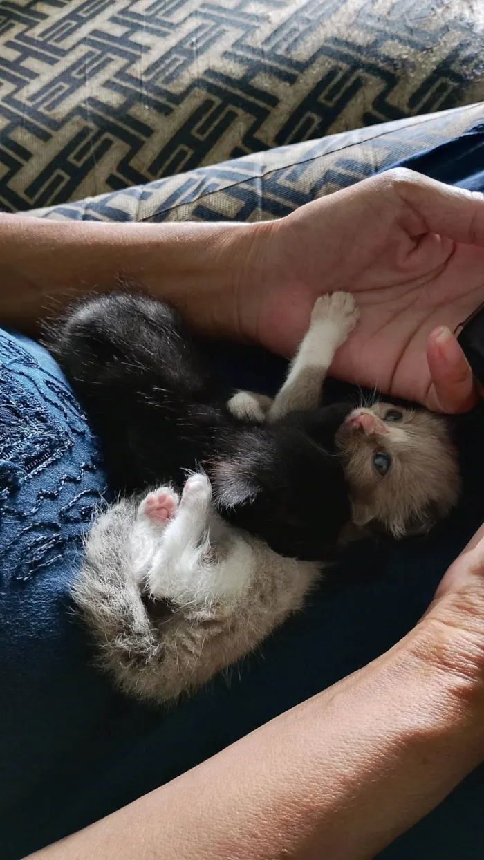 Gato ra a SRD-ViraLata idade 2 a 6 meses nome Bolotinha