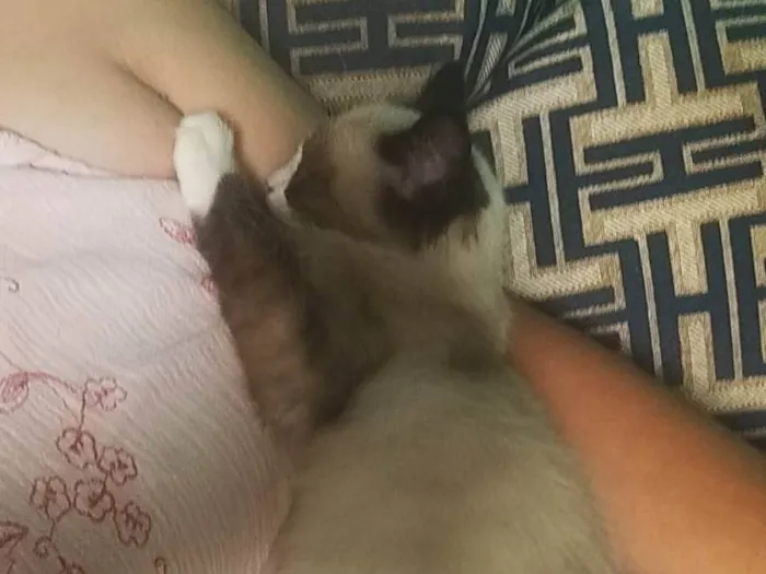 Gato ra a SRD-ViraLata idade 2 a 6 meses nome Bolotinha
