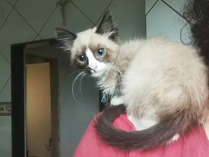 Gato ra a SRD-ViraLata idade 2 a 6 meses nome Bolotinha