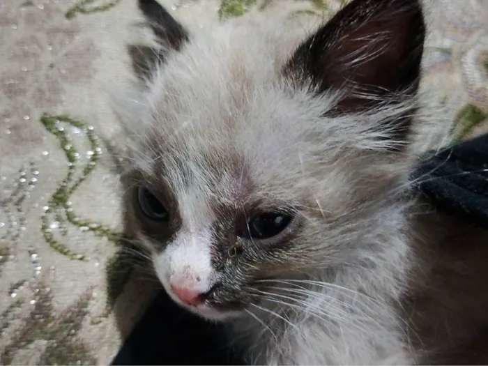 Gato ra a SRD-ViraLata idade 2 a 6 meses nome Bolotinha