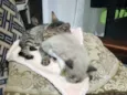 Bolotinha