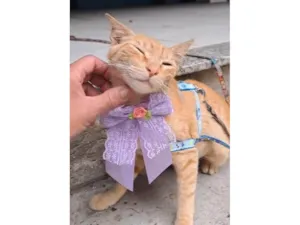 Gato raça SRD-ViraLata idade 1 ano nome Elis
